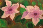 Passiflore