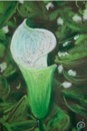 Arums
